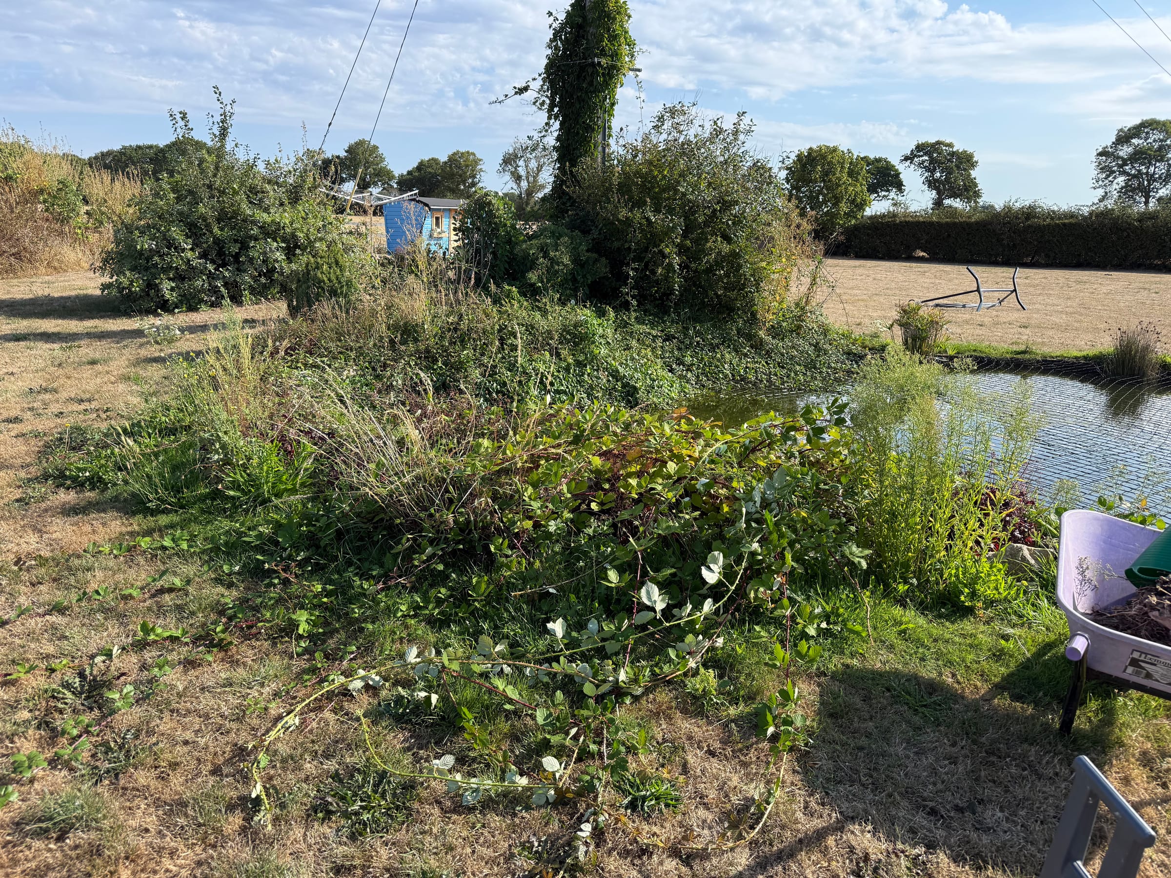 Pond area before the garden project